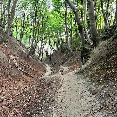 Rozewie - Widok Na Morze - Jastrzebia Góra *